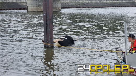 Strażacy wyciągnęli krowę z Odry. Zwierzę było martwe