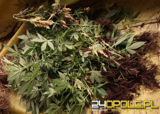 Kryminalni z Nysy zlikwidowali plantację marihuany 