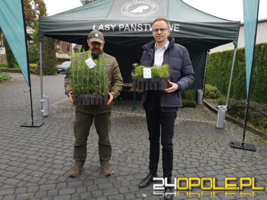 Czwarta edycja akcji #sadziMY. W nadleśnictwach można odebrać sadzonki drzew