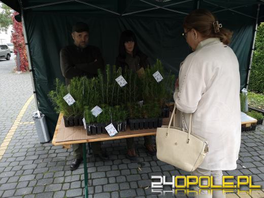 Czwarta edycja akcji #sadziMY. W nadleśnictwach można odebrać sadzonki drzew