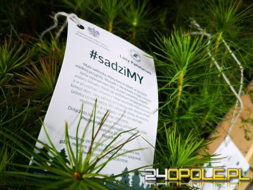 Czwarta edycja akcji #sadziMY. W nadleśnictwach można odebrać sadzonki drzew