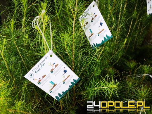 Czwarta edycja akcji #sadziMY. W nadleśnictwach można odebrać sadzonki drzew