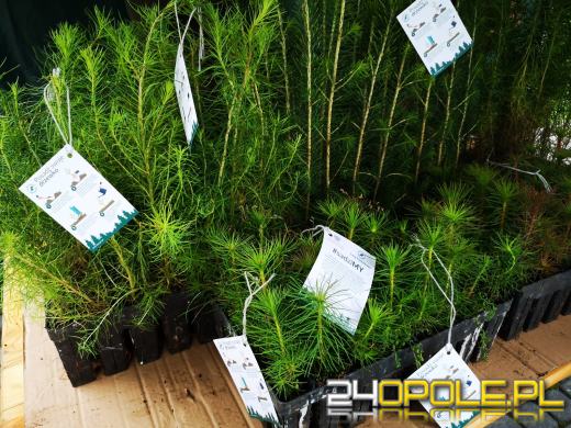 Czwarta edycja akcji #sadziMY. W nadleśnictwach można odebrać sadzonki drzew