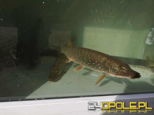 Rozpoczęło się Wojewódzkie Święto Karpia Opolskiego