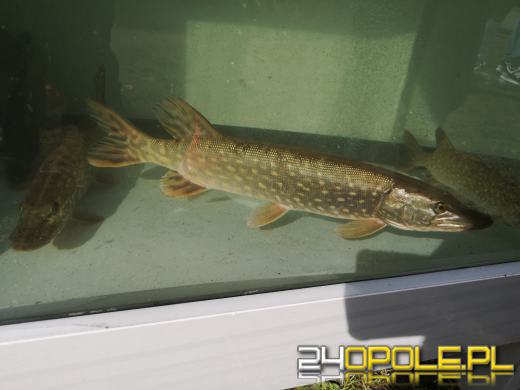 Rozpoczęło się Wojewódzkie Święto Karpia Opolskiego