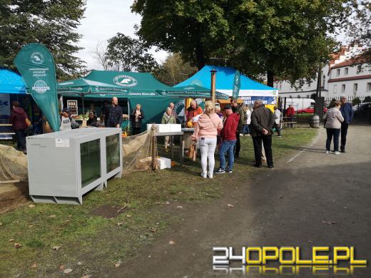 Rozpoczęło się Wojewódzkie Święto Karpia Opolskiego