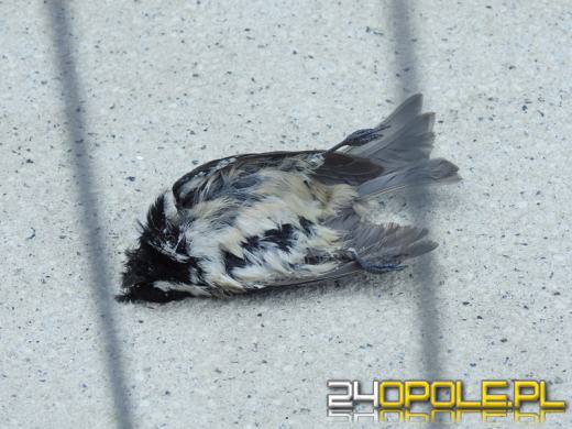 Na szybach Centrum Usług Publicznych w Opolu giną ptaki