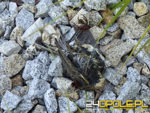 Na szybach Centrum Usług Publicznych w Opolu giną ptaki