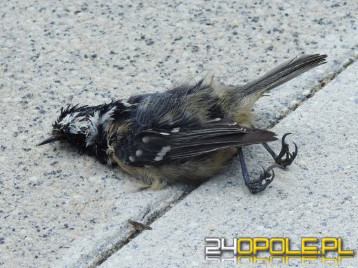 Na szybach Centrum Usług Publicznych w Opolu giną ptaki