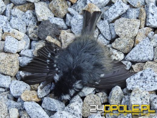 Na szybach Centrum Usług Publicznych w Opolu giną ptaki