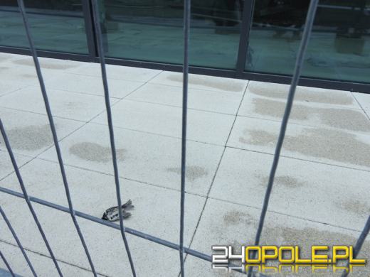 Na szybach Centrum Usług Publicznych w Opolu giną ptaki