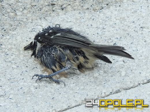 Na szybach Centrum Usług Publicznych w Opolu giną ptaki