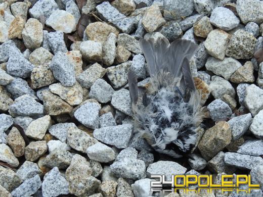 Na szybach Centrum Usług Publicznych w Opolu giną ptaki