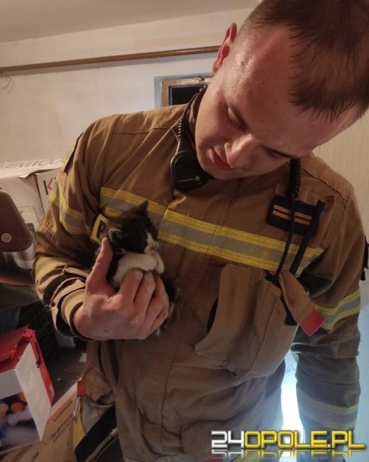 Kotek "Florek" był w dużych tarapatach. Strażacy stanęli na wysokości zadania