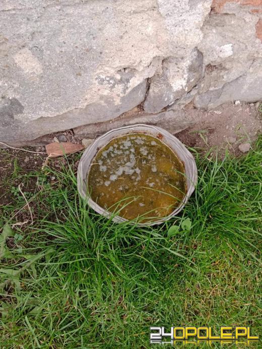 Już raz odebrano 90-latce psa za znęcanie się. Wzięła kolejnego 