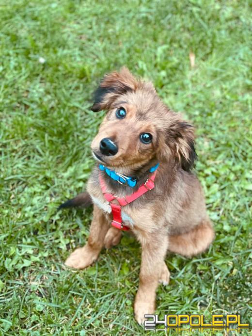 Już raz odebrano 90-latce psa za znęcanie się. Wzięła kolejnego 