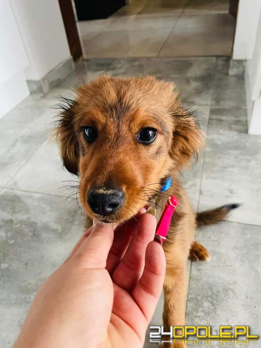 Już raz odebrano 90-latce psa za znęcanie się. Wzięła kolejnego 