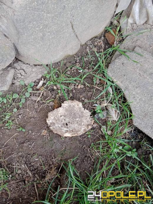 Już raz odebrano 90-latce psa za znęcanie się. Wzięła kolejnego 