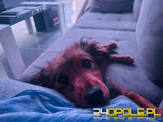 Już raz odebrano 90-latce psa za znęcanie się. Wzięła kolejnego 