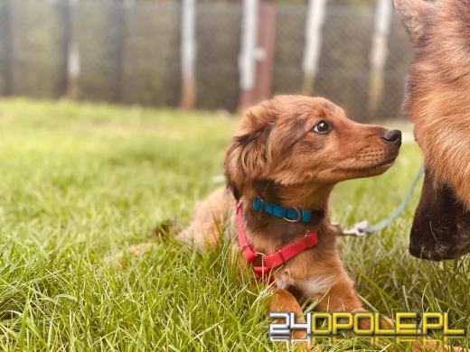 Już raz odebrano 90-latce psa za znęcanie się. Wzięła kolejnego 