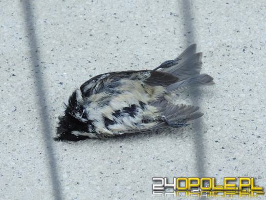 Miasto planuje zabezpieczyć szyby CUP 