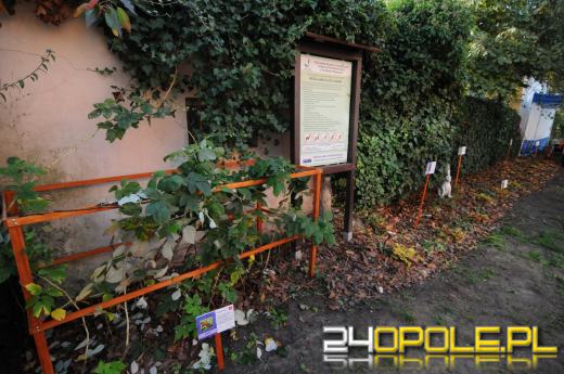 Tajemnicy ogród dla podopiecznych fundacji DOM
