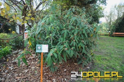 Tajemnicy ogród dla podopiecznych fundacji DOM