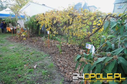 Tajemnicy ogród dla podopiecznych fundacji DOM