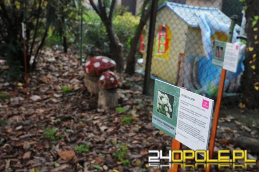 Tajemnicy ogród dla podopiecznych fundacji DOM