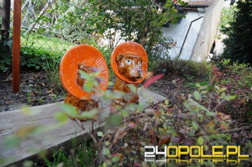 Tajemnicy ogród dla podopiecznych fundacji DOM