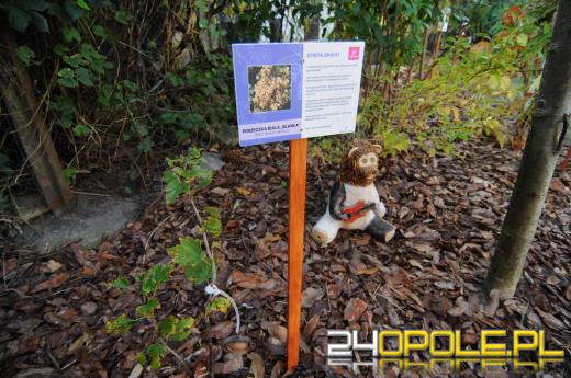 Tajemnicy ogród dla podopiecznych fundacji DOM