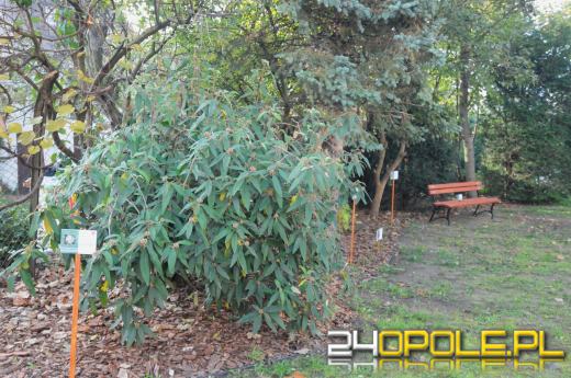 Tajemnicy ogród dla podopiecznych fundacji DOM