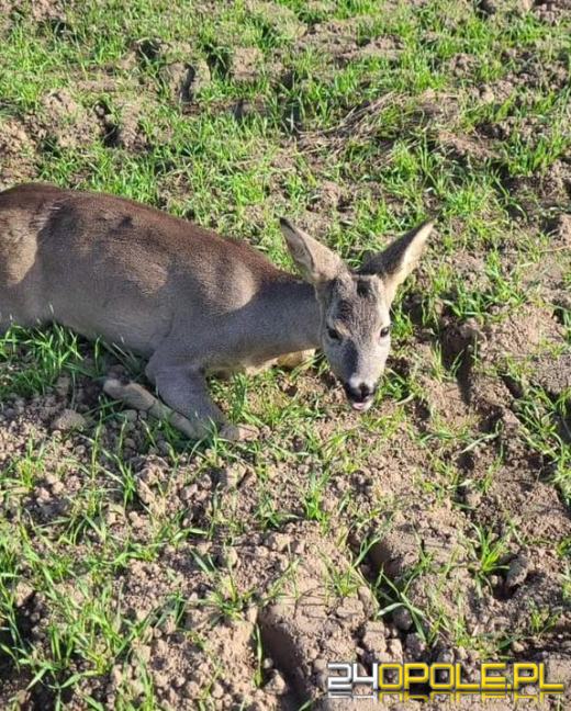 Sarna utknęła w ogrodzeniu. Interweniowali strażacy