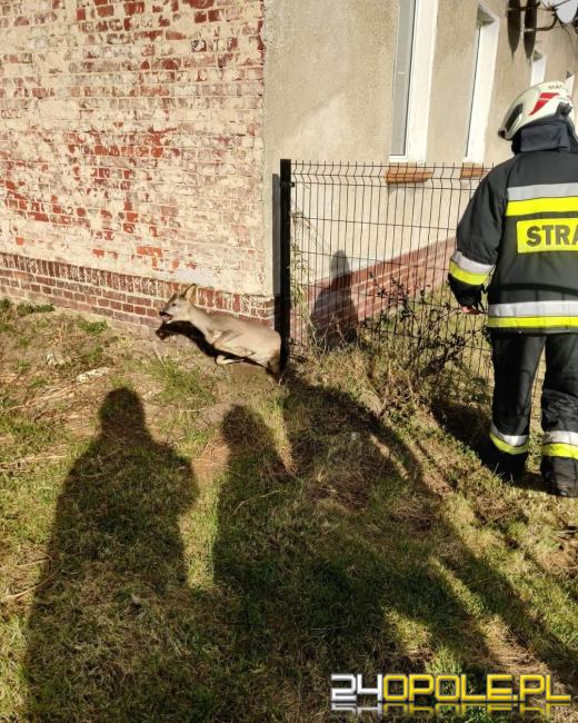 Sarna utknęła w ogrodzeniu. Interweniowali strażacy