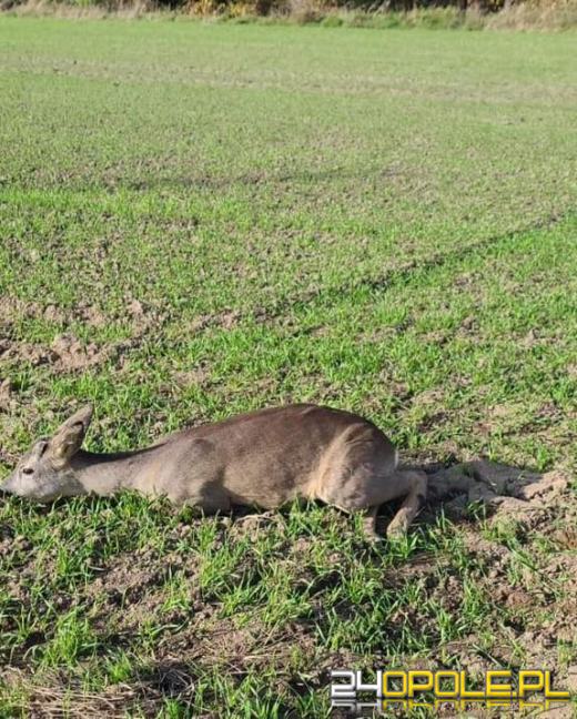 Sarna utknęła w ogrodzeniu. Interweniowali strażacy