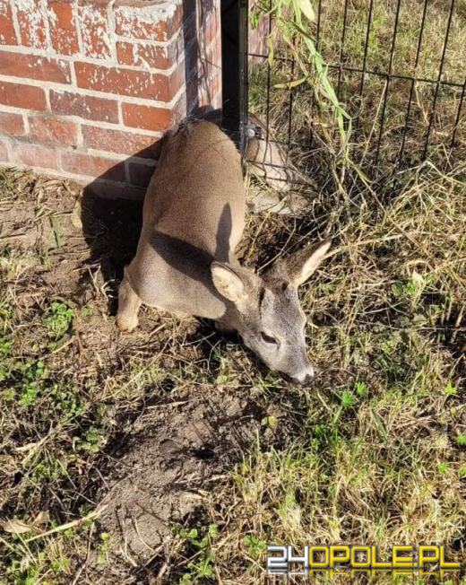 Sarna utknęła w ogrodzeniu. Interweniowali strażacy