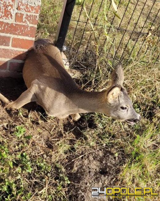 Sarna utknęła w ogrodzeniu. Interweniowali strażacy