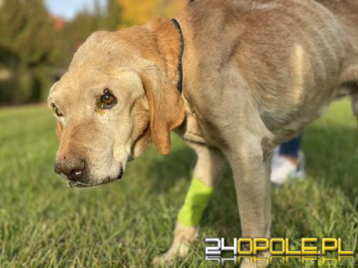 Pomoc dla Baloo przyszła za późno. Pies był głodzony i nieleczony 