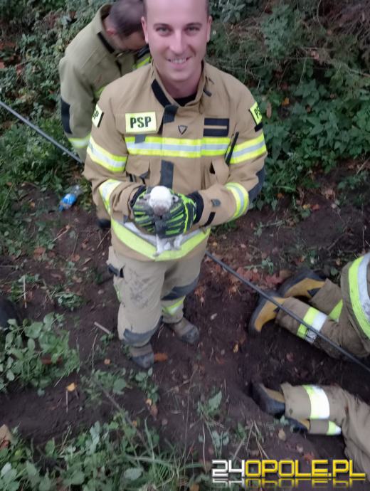 Strażacy przy nietypowej akcji. Uwolniono szczeniaki uwięzione pod betonowym przepustem