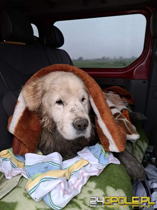 Pies ugrzązł w mule przy rzece. Na pomoc ruszył Strażnik Miejski
