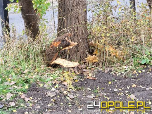 Przy Kamionce Piast będzie monitoring. Trwa montaż światłowodów