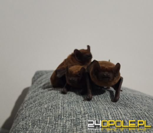 Mieszkaniec Opola wrócił do mieszkania. Na poduszkach spało 18 nietoperzy!