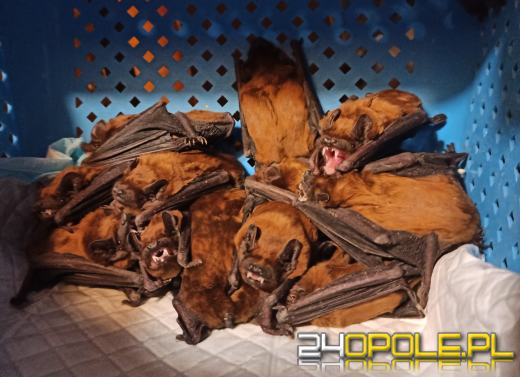 Mieszkaniec Opola wrócił do mieszkania. Na poduszkach spało 18 nietoperzy!