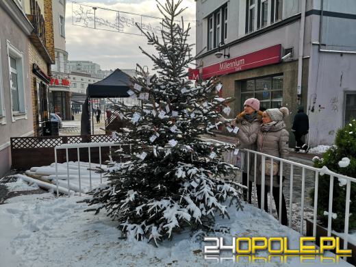 Małe-wielkie marzenia bezdomnych i dzieci z domów dziecka wiszą na Choince Życzeń