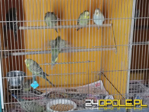 Żywy prezent pod choinką często zostaje bez domu. Przemyślmy swoje podarunki