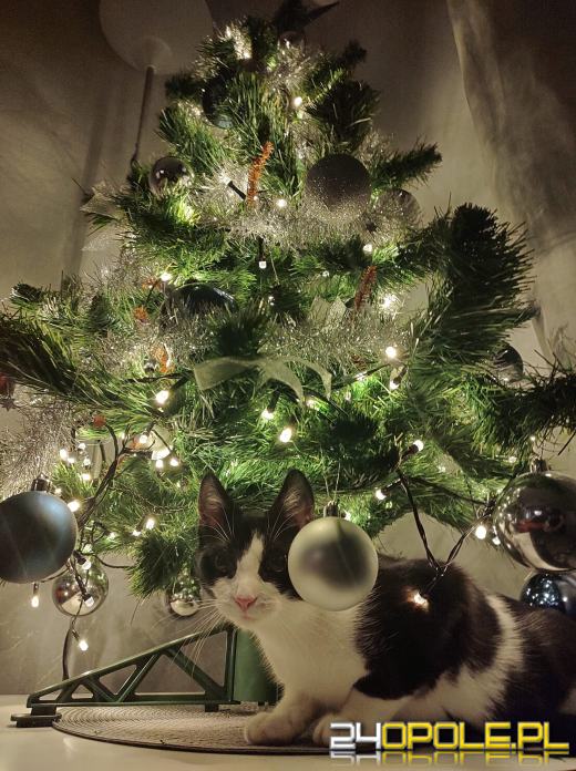 Czytelnicy pochwalili się swoimi pięknymi choinkami!