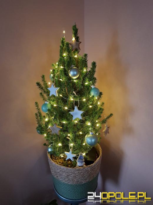 Czytelnicy pochwalili się swoimi pięknymi choinkami!