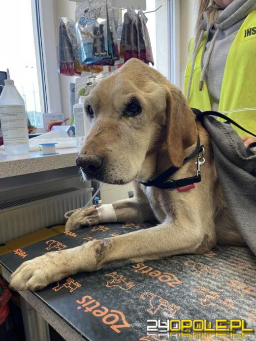 Zagłodził psa. Nie zostanie ukarany bo...umorzono postępowanie