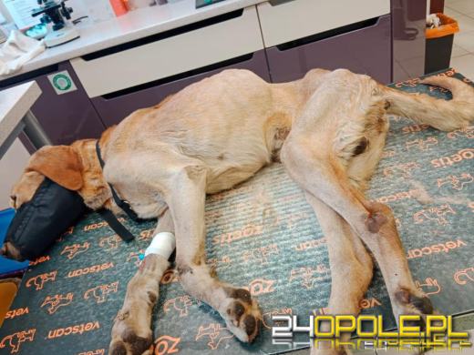 Zagłodził psa. Nie zostanie ukarany bo...umorzono postępowanie