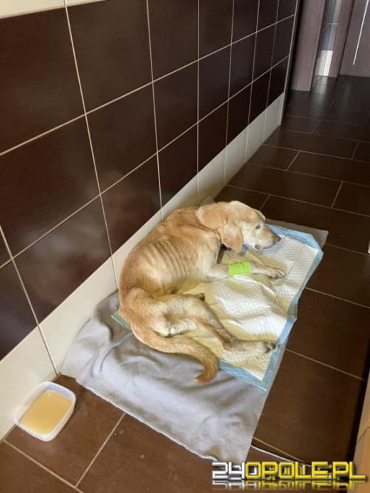 Zagłodził psa. Nie zostanie ukarany bo...umorzono postępowanie